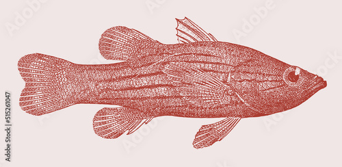 Meteor perch liopropoma susumi, tropical marine fish in side view
