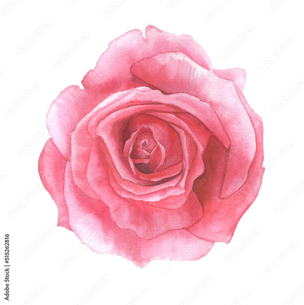 Bright rose flower hand-drawn in watercolor. Bright rose flower hand-drawn in watercolor.