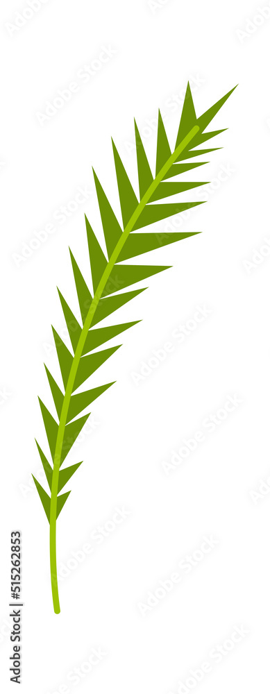 Palm Tree leaf. Vector illustration