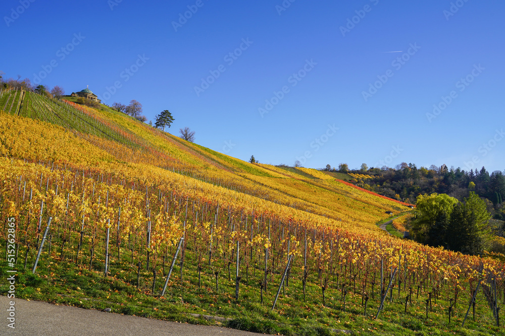 Colorful vineyards in autumn
