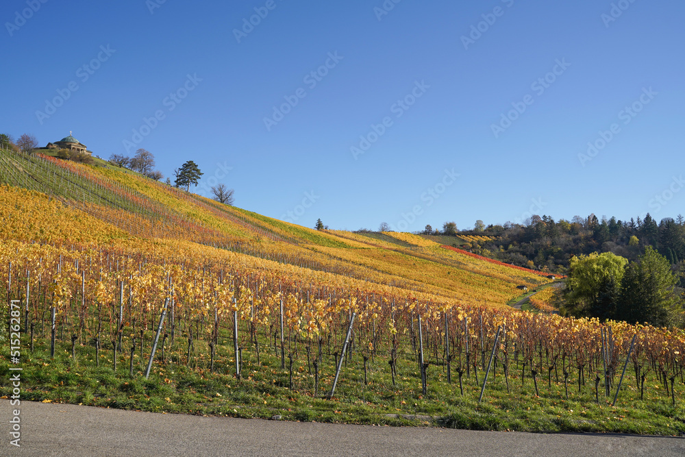 Vineyard in autumn, region Stuttgart