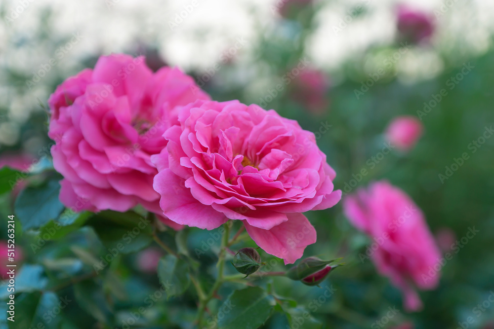 Different garden flowers peonies, roses, jasmine on the background of nature. Different garden flowers peonies, roses, jasmine on the background of nature.