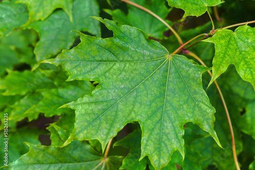 Maple leaf is on branch, natural green background