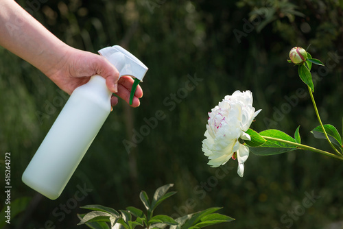 A housewife sprays a white peony from a spray bottle. A woman takes care of her flowers in the garden.