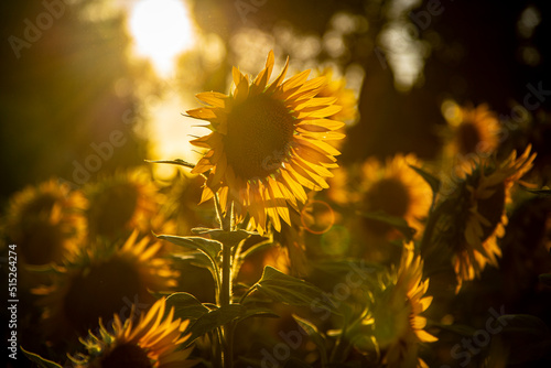 Campi di girasoli a Vecchiano, vicino a Pisa, in Toscana