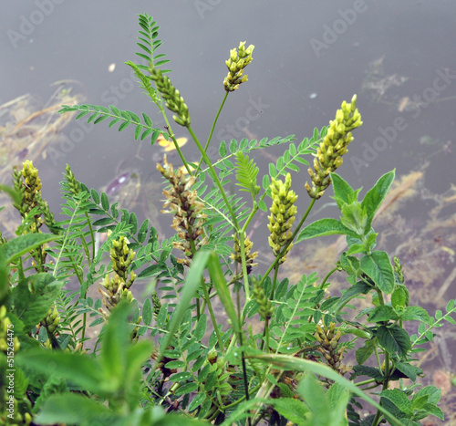 In nature, astragalus cicer grows among herbs