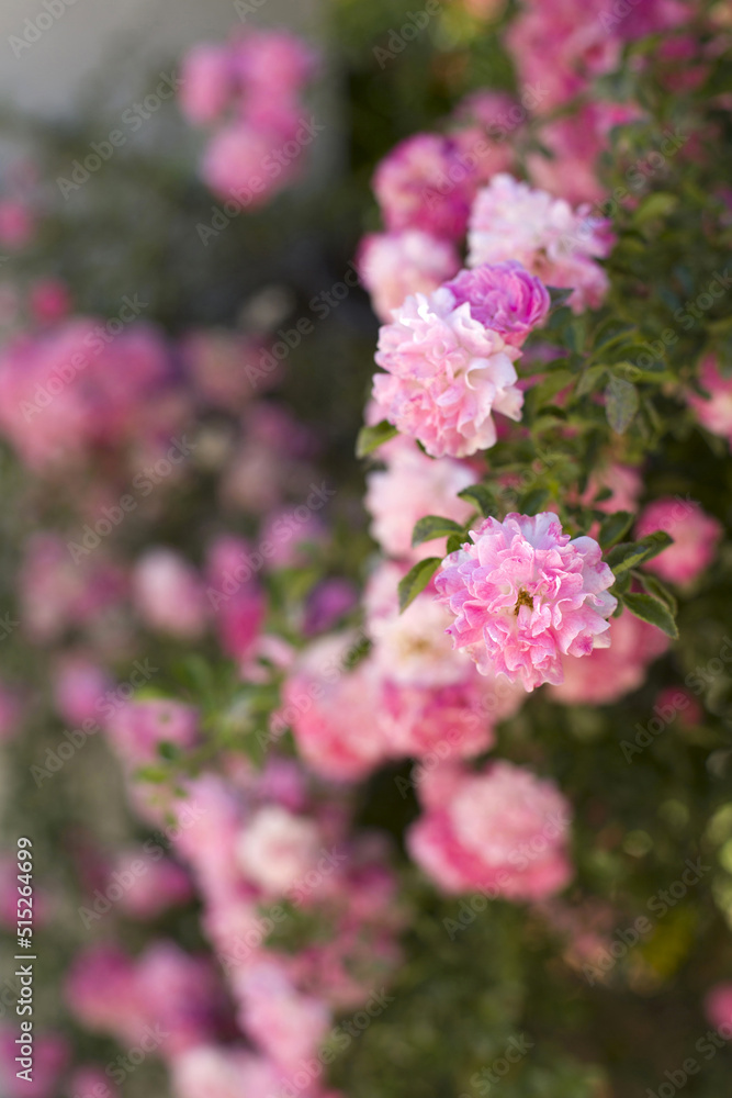 Beautiful delicate buds of pink roses are against the background of greenery in a blurred focus. Garden roses. A vertical image.
