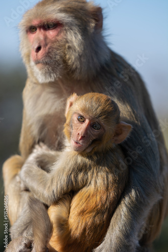 Baby Macaque with its mther