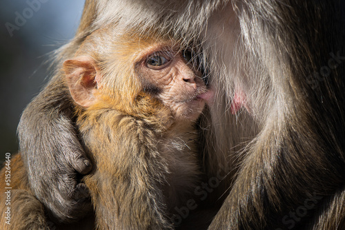 Baby macaque sucking on mother's teat photo