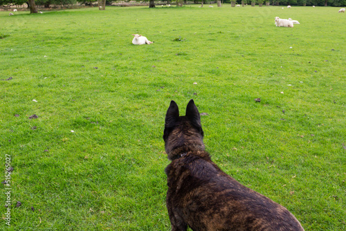 Photography Rear view of large very alert brindle dog watching a sheep lying in field in the distance, beware of loose dogs where there are sheep in fields