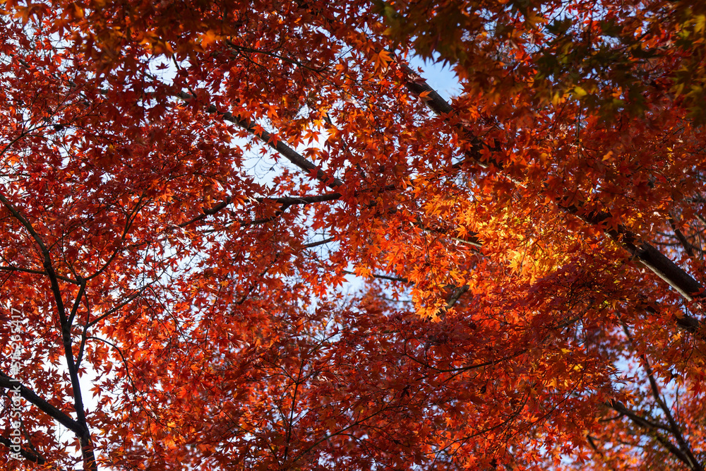 Autumn foliage view from below with deep, rich colors. Autumn foliage view from below with deep, rich colors.