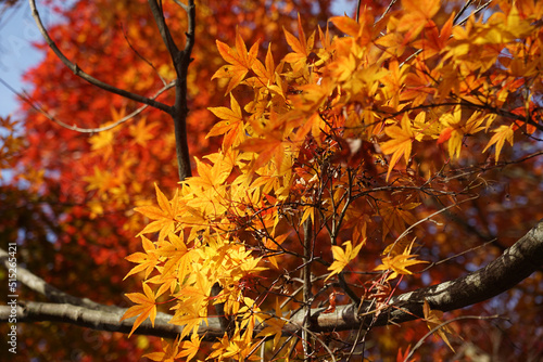 Bright orange fall leaves on a tree branch.