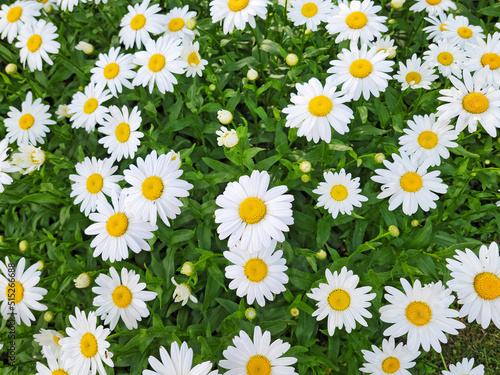 Close up of fresh white daisies in a summer garden