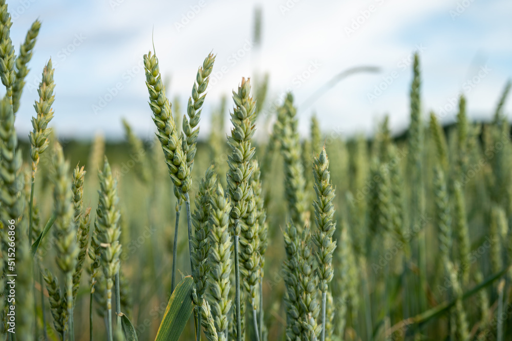 The unripe green wheat field under summer sunset sky with clouds. Focus on the foreground. Shallow depth of field The unripe green wheat field under summer sunset sky with clouds. Focus on the foreground. Shallow depth of field
