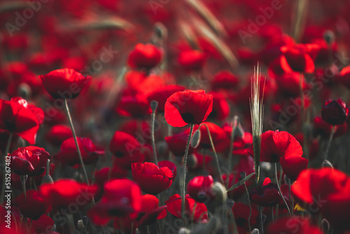 Beautiful field of red poppies in the sunset light. Israel  Beautiful blossoming red poppies  Spring In Israel  The Beautiful nature of Israel  Holy Land