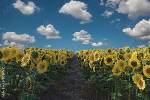 3d Rendering of pathway in the middle of blooming sunflower field in front of blue sky