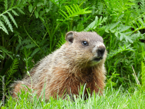 A groundhog in Fundy National Park