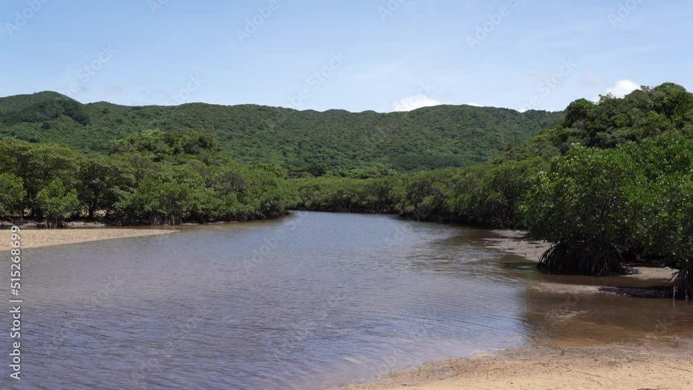 Okinawa,Japan - July 3, 2022: Mangrove forest along Fukido river in Ishigaki island, Okinawa, Japan
Okinawa,Japan - July 3, 2022: Mangrove forest along Fukido river in Ishigaki island, Okinawa, Japan