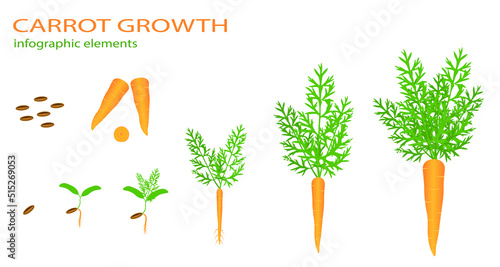 Growth stages of carrot plant. Vector illustration. Cucumis melo. Melon cantaloupe life cycle. On white background.