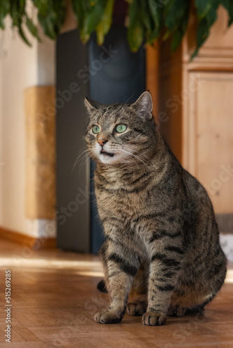 Handsome tabby cat sitting pretty and showing the tip of his tongue