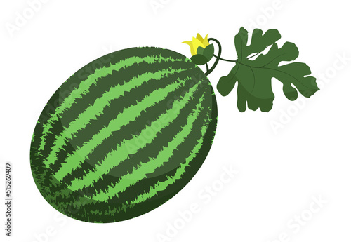 Green watermelon with flower and leaf on whine background. Isolated illustration of fruits. Health and delicious food. Icon design.
