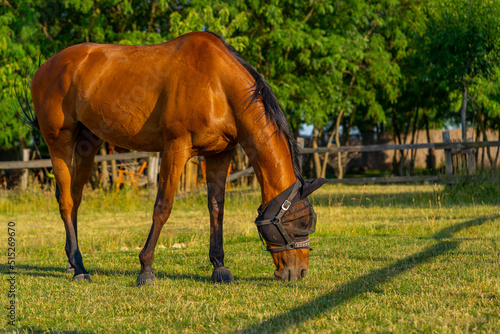 Chestnut horse on meadow wearing anti mosquito net mask, annoying flies on a horse, insect protection, Slovakia, Europe