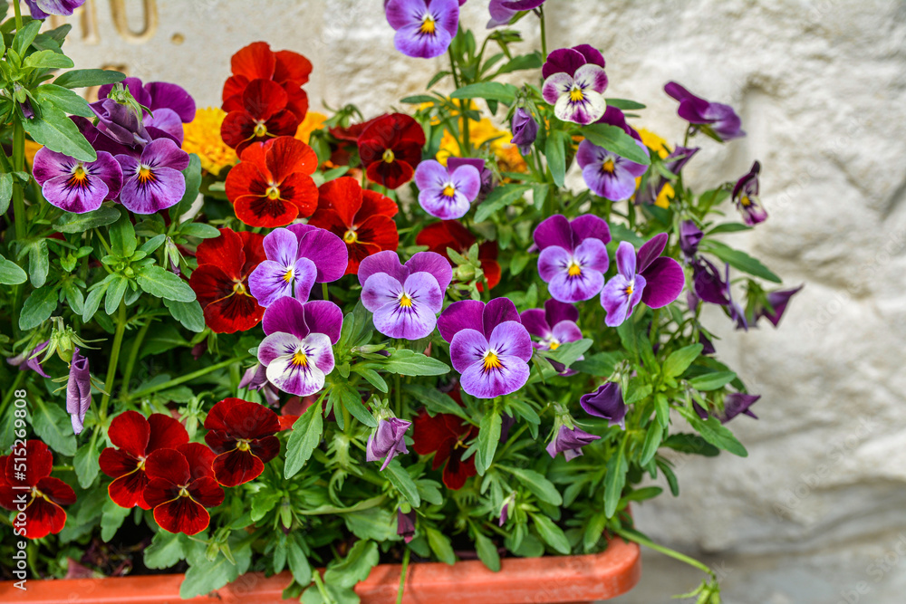Viola plant with multicolor flowers growing outdoors. Viola, Common Violet, Viola tricolor .