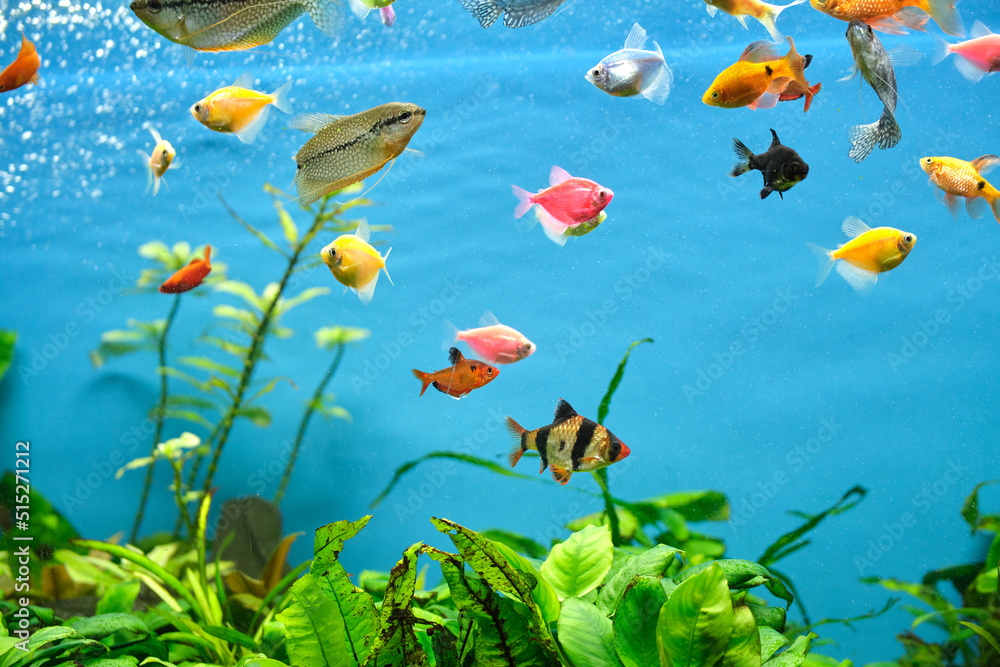 Colorful exotic fish swimming in deep blue water aquarium with green tropical plants Colorful exotic fish swimming in deep blue water aquarium with green tropical plants