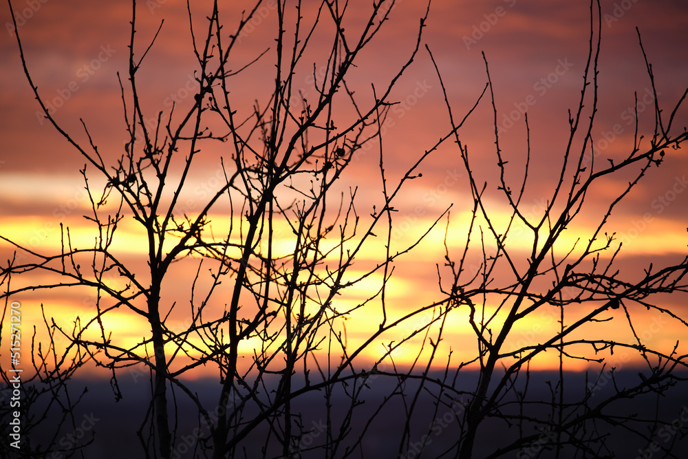 Dark foliage of small trees and bush against bright colorful sunset sky with vivid clouds illuminated with setting sun light Dark foliage of small trees and bush against bright colorful sunset sky with vivid clouds illuminated with setting sun light