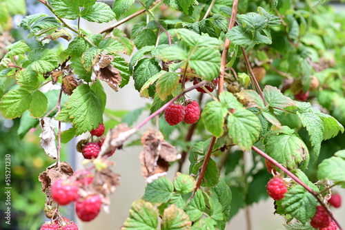 Ripe rashberries on the bush with a various of focus photo