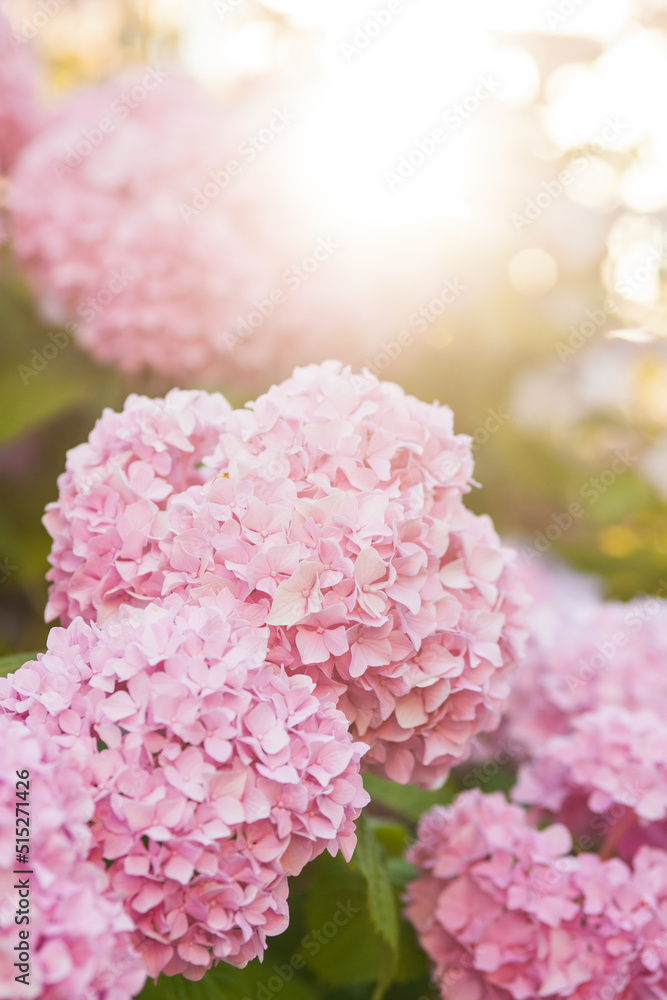 pink hydrangea flowers pink hydrangea flowers