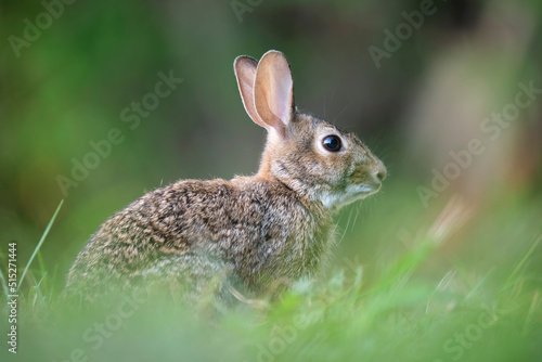 Grey small hare eating grass on summer field. Wild rabbit in nature © bilanol