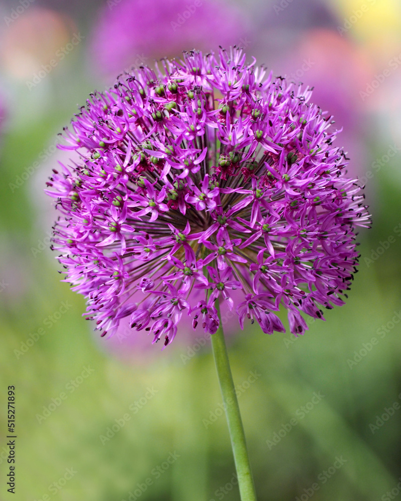 pink head of a blooming decorative onion on a blurry green background. side view. bright nature pink head of a blooming decorative onion on a blurry green background. side view. bright nature