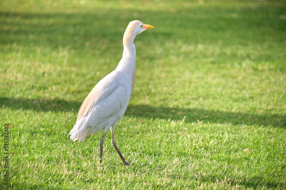 White cattle egret wild bird, also known as Bubulcus ibis walking on green lawn in summer White cattle egret wild bird, also known as Bubulcus ibis walking on green lawn in summer