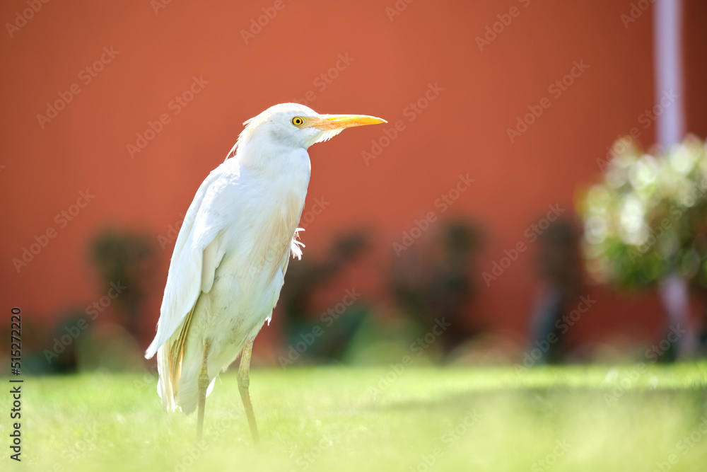 Obraz premium White cattle egret wild bird, also known as Bubulcus ibis, walking on green lawn at hotel yard in summer