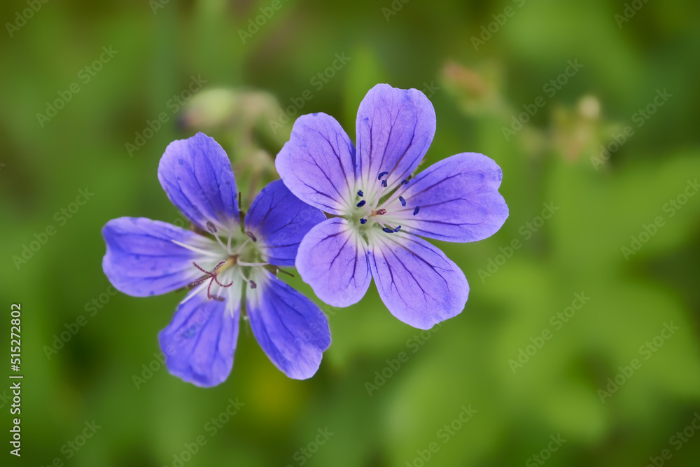 Forest geranium Geranium sylvaticum flower illuminated by the suns on a dark background. Forest geranium Geranium sylvaticum flower illuminated by the suns on a dark background.
