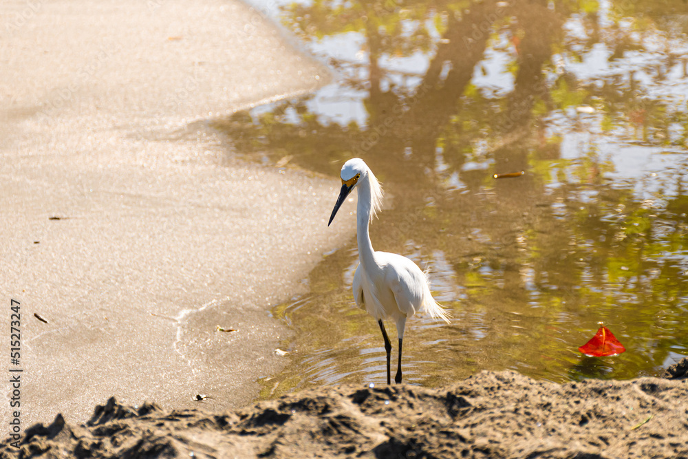 great white heron
