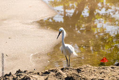 Obraz na płótnie great white heron w salonie