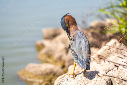 Green heron (Butorides striatus) stands on the shore of the lake and brushing its feathers. photo