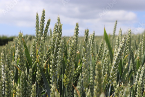 wheat field in the summer