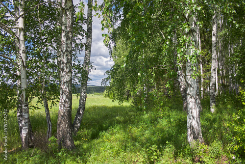 Birch grove on sunny summer day, summertime landscape.