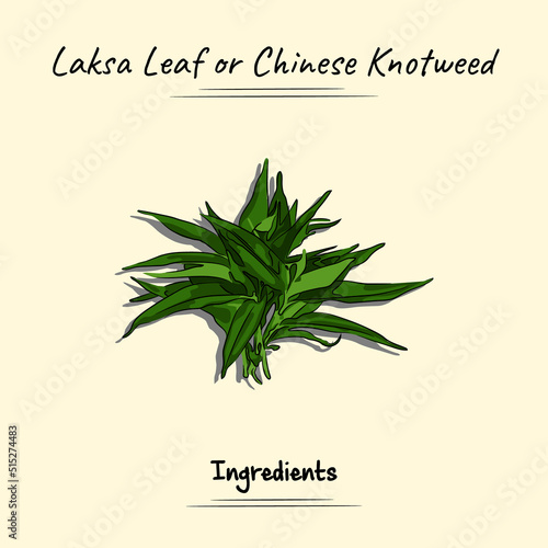 Laksa Leaf Illustration Sketch And Vector Style. Good to use for restaurant menu, recipe book and food ingredients concept.