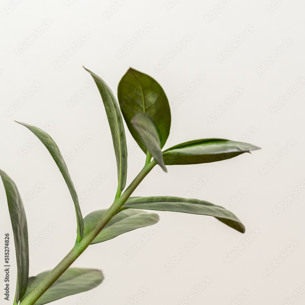 Fototapeta premium ZZ Raven plant leaves