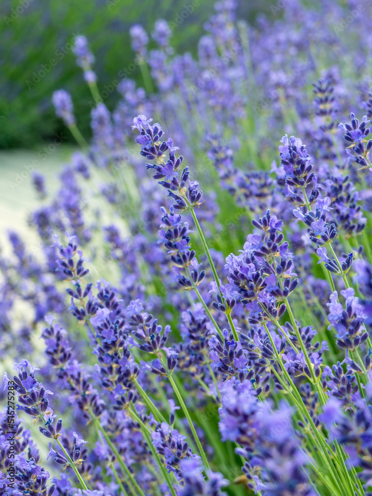 Naklejka premium lavender flowers in the garden