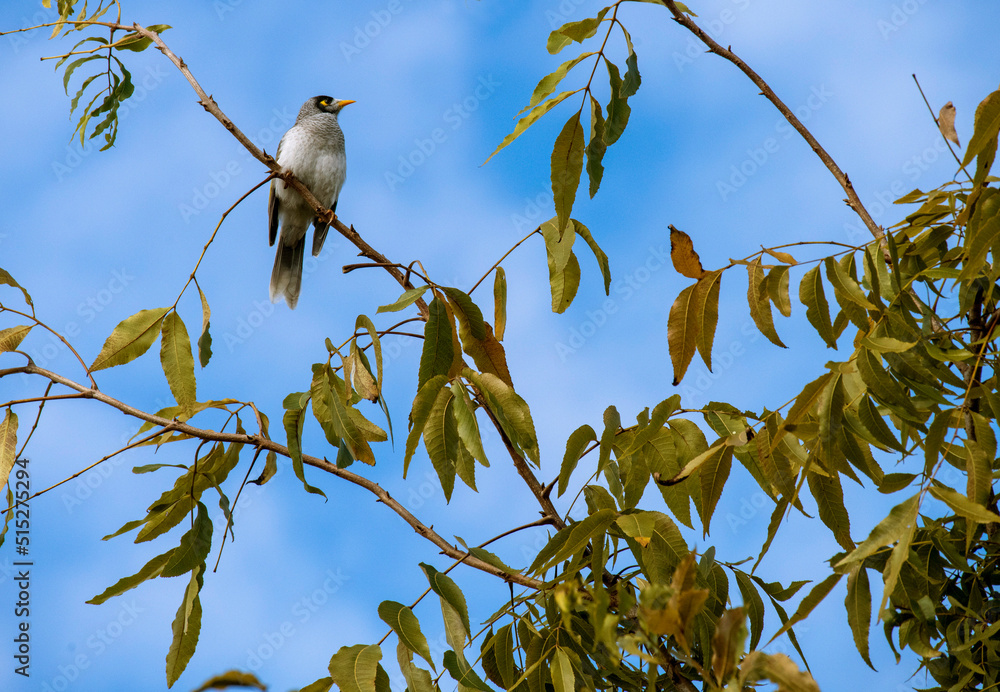 Fototapeta premium Australian Noisy Miner (Manorina melanocephala)