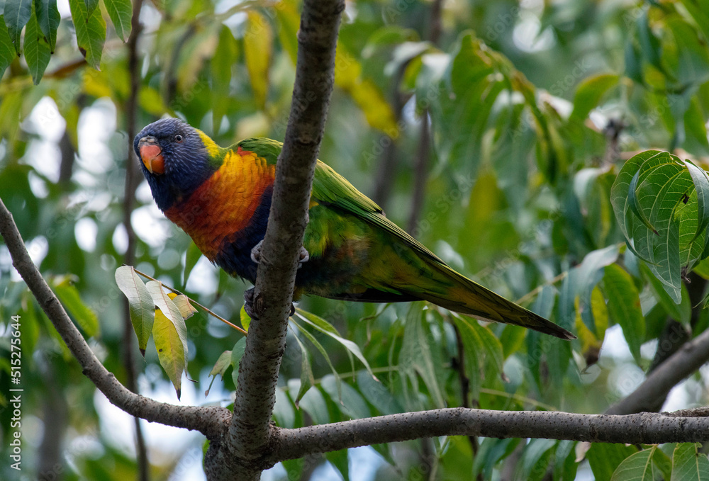 Rainbow Lorikeet (Trichoglossus moluccanus) Rainbow Lorikeet (Trichoglossus moluccanus)