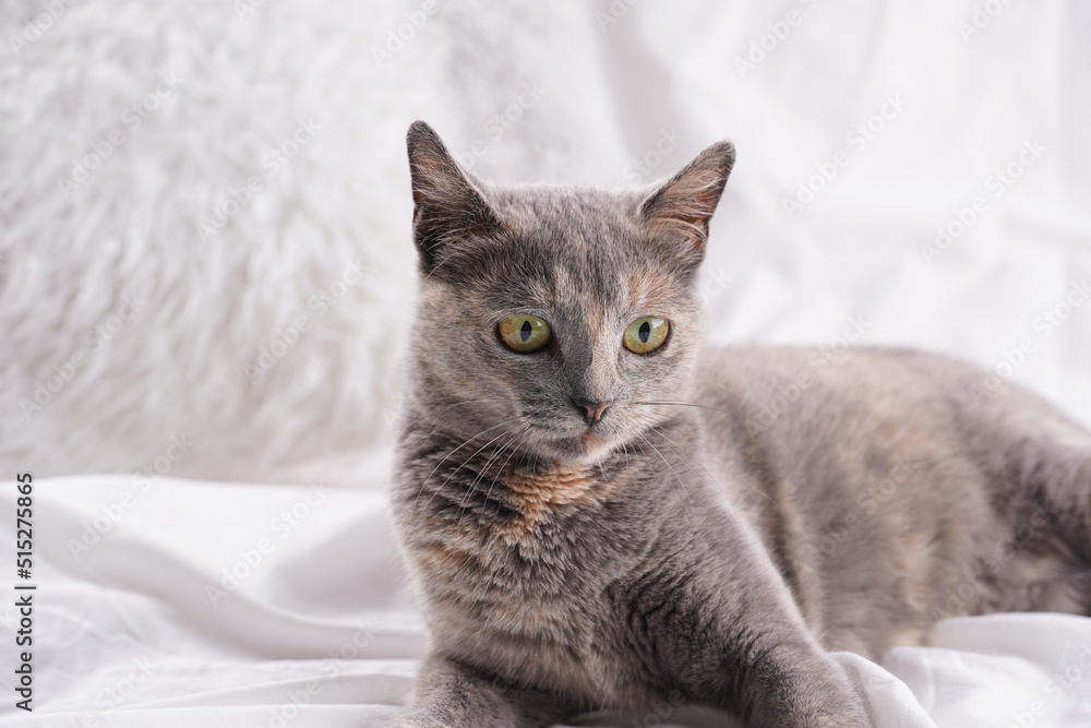 Adult european short hair cat blue tortie sitting on a white bed sheets looking curious Adult european short hair cat blue tortie sitting on a white bed sheets looking curious