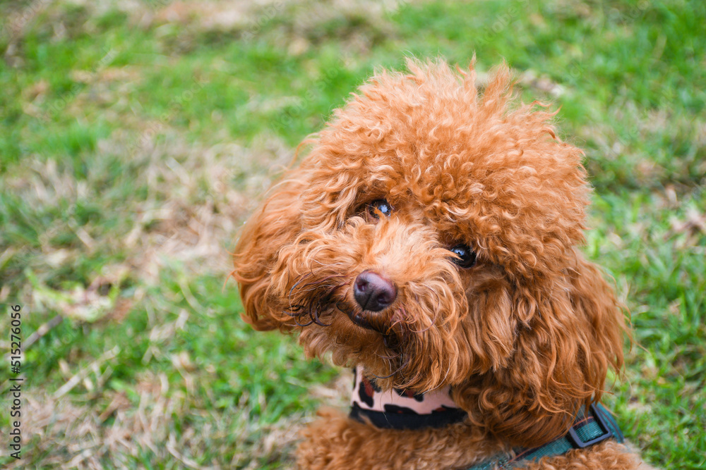 red poodle