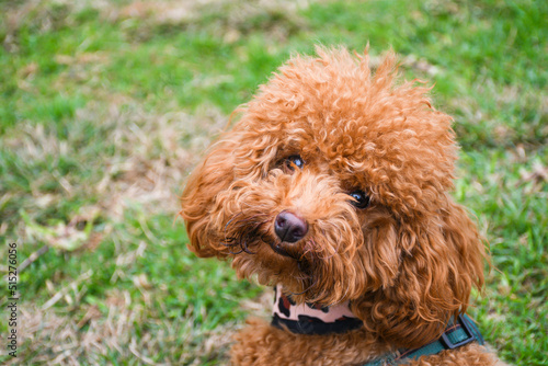 Obraz na płótnie red poodle w salonie