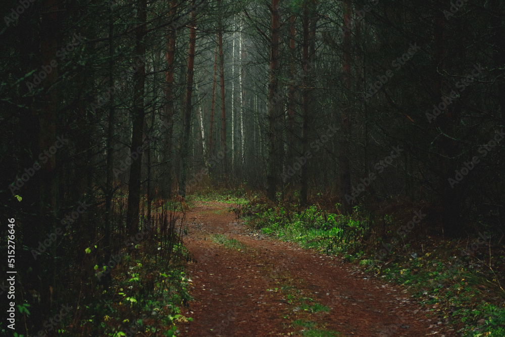 Obraz premium path in the dark forest